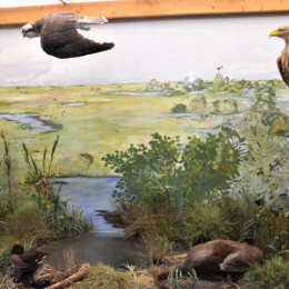 Bild aus der Ausstellung mit Vögeln